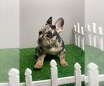 Small Photo #26 French Bulldog Puppy For Sale in ATLANTA, GA, USA