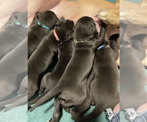 Great Dane Puppy for sale in HOUGHTON LAKE, MI, USA