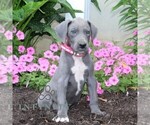 Small #1 Great Dane