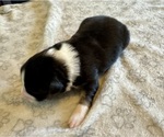 Small Photo #21 Australian Shepherd Puppy For Sale in SALISBURY, NC, USA