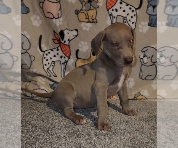 Medium Photo #2 Great Dane Puppy For Sale in DENHAM SPRINGS, LA, USA