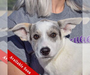 Catahoula Leopard Dog-Greyhound Mix Dogs for adoption in Huntley, IL, USA