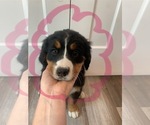 Puppy Sweet Tart Bernese Mountain Dog