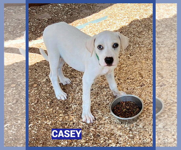 Medium Photo #2  Puppy For Sale in , 