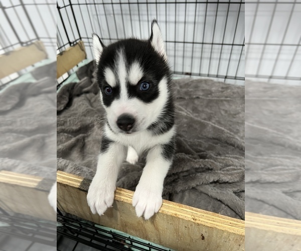 Medium Photo #3 Siberian Husky Puppy For Sale in BUTLER, NJ, USA