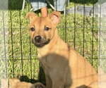 Small #2 Mutt
