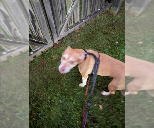 Medium Photo #1 American Pit Bull Terrier Puppy For Sale in Derwood, MD, USA