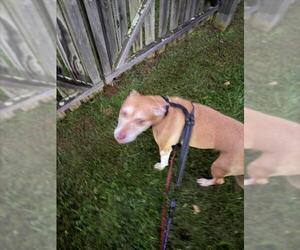 American Pit Bull Terrier Dogs for adoption in Derwood, MD, USA