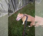 PRINCESS - Female American Pit Bull Terrier Dog for Adoption - Small photo