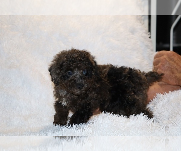 Medium Photo #11 Poodle (Toy) Puppy For Sale in DYERSBURG, TN, USA