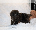 Small #10 Poodle (Toy)