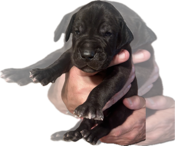 Medium Photo #1 Great Dane Puppy For Sale in WILLIS, TX, USA
