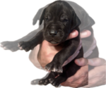Puppy Saint Great Dane
