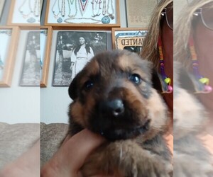Shollie Puppy for sale in MOUNT VERNON, MO, USA