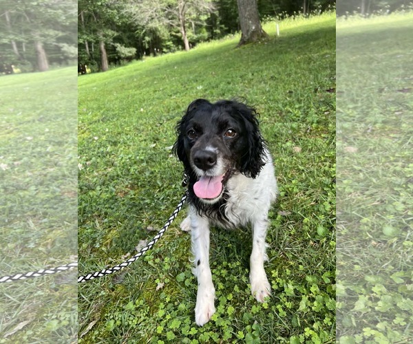 Medium Photo #4 - Mix Puppy For Sale in Curwensville, PA, USA
