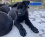 Small Photo #1 German Shepherd Dog Puppy For Sale in SOUTHWICK, MA, USA