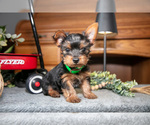 Small #1 Yorkshire Terrier