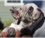 Small Photo #4 French Bulldog Puppy For Sale in SALEM, OR, USA