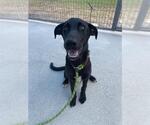 Small #1 Labrador Retriever Mix