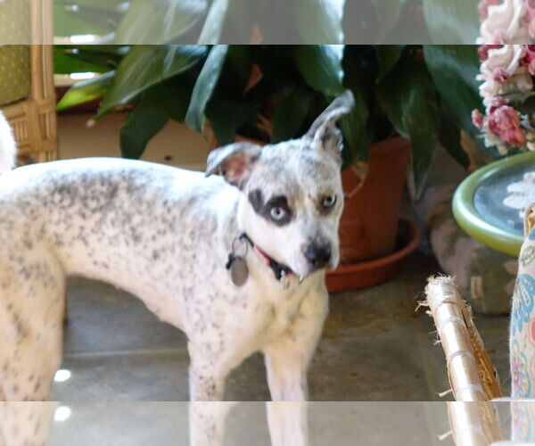 Medium Photo #5 Mutt Puppy For Sale in Doylestown, PA, USA