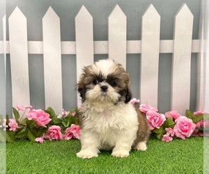 Shih Tzu Puppy for sale in SCHERERVILLE, IN, USA