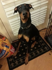 Doberman Pinscher Puppy for sale in SEASIDE, OR, USA