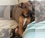 Small #8 American Pit Bull Terrier-Spaniel Mix