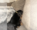 Small #30 Rottweiler