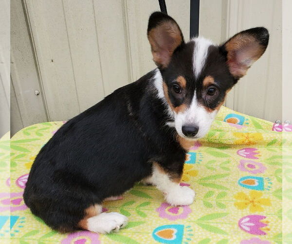 Medium Photo #3 Pembroke Welsh Corgi Puppy For Sale in Mountain View, MO, USA