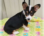 Small #2 Pembroke Welsh Corgi