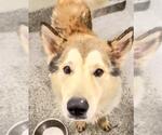 Small #1 Huskies  Mix