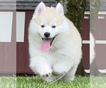Small Photo #13 Pomsky Puppy For Sale in BAXTER, TN, USA