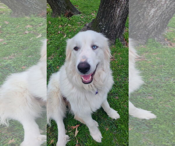 Medium Photo #7 Great Pyrenees Puppy For Sale in Spring, TX, USA