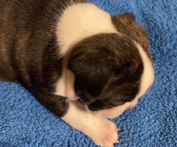 Medium Photo #5 Boston Terrier Puppy For Sale in BURLESON, TX, USA