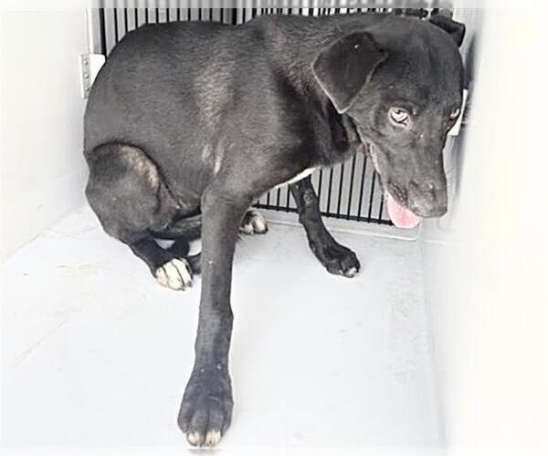 Medium Photo #2 Labrador Retriever Puppy For Sale in Houston, TX, USA