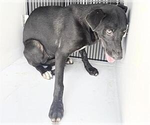 WEDNESDAY - Female Labrador Retriever Dog for Adoption - Photo #2