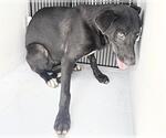 Small Photo #2 Labrador Retriever Puppy For Sale in Houston, TX, USA