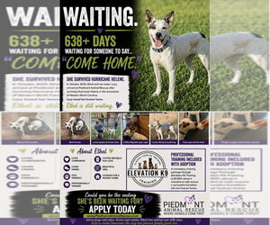 Ethel Mae - Female Mutt Dog for Adoption - Photo #12