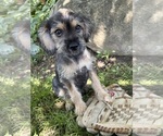 Small #1 Schnoodle (Miniature)