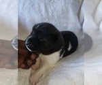 Puppy 2 Akita