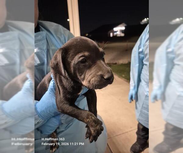 Medium Photo #1 Doberman Pinscher-Unknown Mix Puppy For Sale in San Antonio, TX, USA