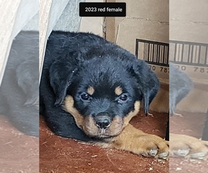 Rottweiler Puppy for sale in KELSEYVILLE, CA, USA
