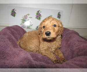 Goldendoodle Puppy for sale in CHICAGO, IL, USA