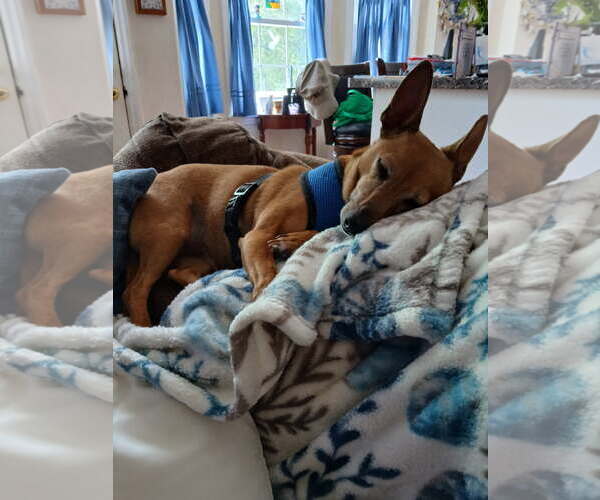 Medium Photo #1 Italian Greyhuahua Puppy For Sale in Garner, NC, USA