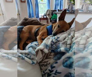 Italian Greyhuahua Dogs for adoption in Garner, NC, USA