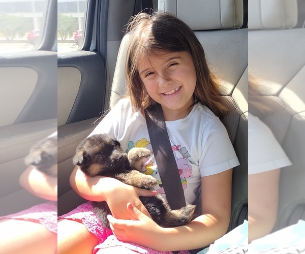 Medium Photo #6 German Shepherd Dog Puppy For Sale in NEW PORT RICHEY, FL, USA