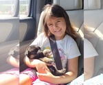 Small #5 German Shepherd Dog