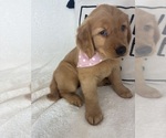 Small #4 Golden Retriever