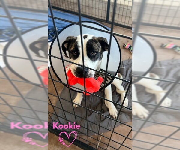 Medium Photo #6 Boxer-Unknown Mix Puppy For Sale in Monte Vista, CO, USA