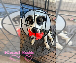 Kookie (Starla) - Female Boxer-Unknown Mix Dog for Adoption - Photo #6